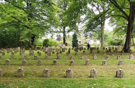 Hildesheimer Nordfriedhof: Reihen von Zwangsarbeiter-Grabsteinen, an jedem Stein lehnt zum Gedenken eine weiße Rose.